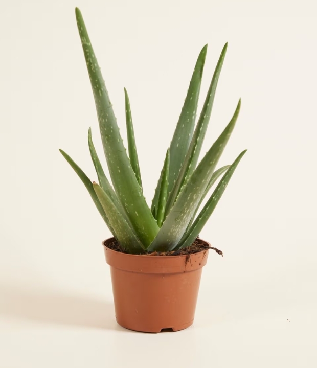 Duurzaam360 - Aloe Vera plant - Duurzaam wonen - Luchtzuiverend