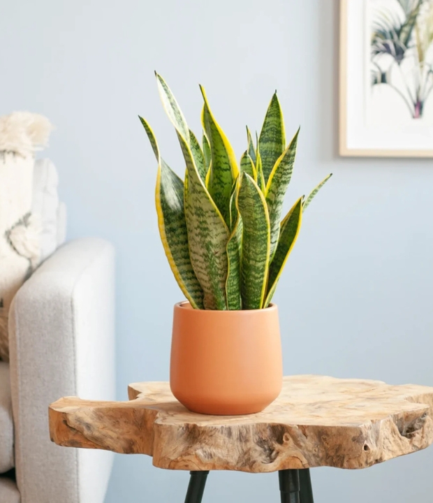 Duurzaam360 - Duurzaam wonen Sansevieria plant - luchtzuiverend - Vrouwentong